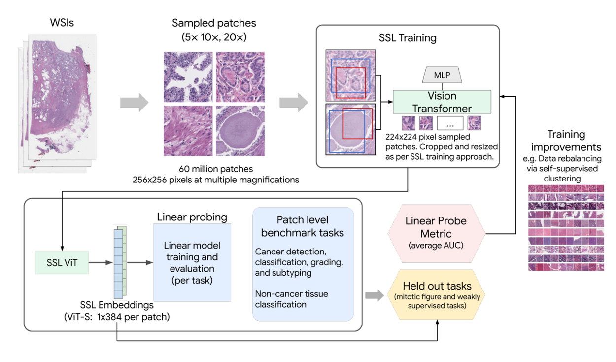 Health-specific embedding tools for dermatology and pathology