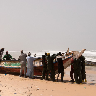 Les champignons, architectes cachés des écosystèmes