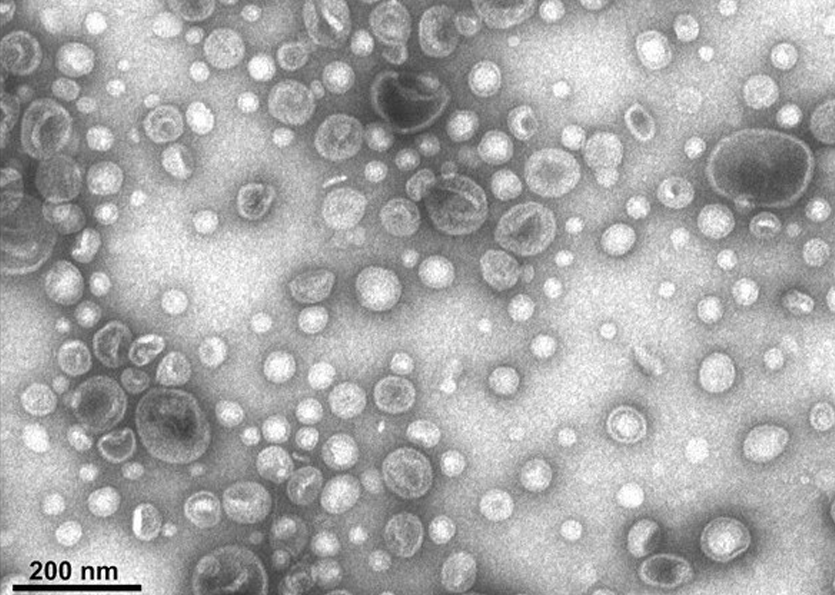 Les bactéries résistantes : plus virulentes et redoutables