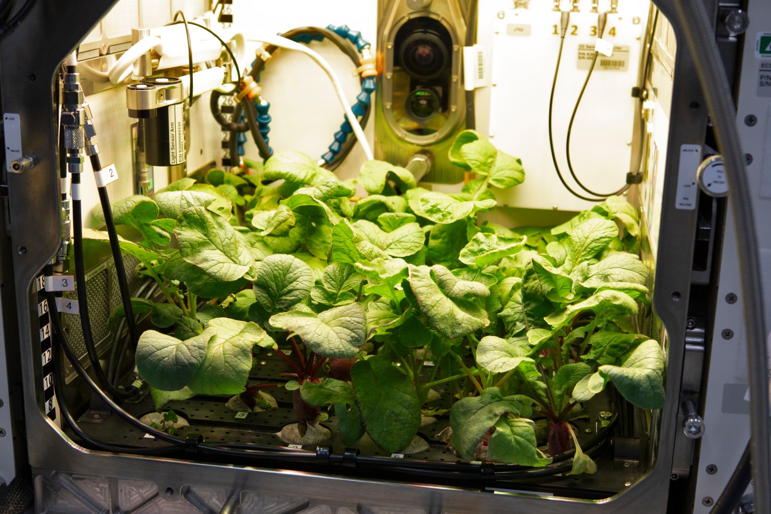 Station spatiale internationale : Bilan scientifique époustouflant en 2024