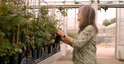 Les mégafeux décryptés dans les Landes : un voyage aux origines des incendies