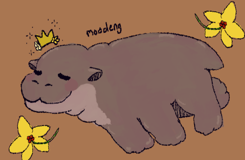 Tumblr Tuesday: Moo Deng, Queen of Our Hearts