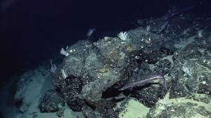 University High Triumphs at JPL-Hosted Ocean Sciences Bowl