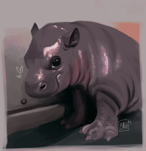 Tumblr Tuesday: Moo Deng, Queen of Our Hearts