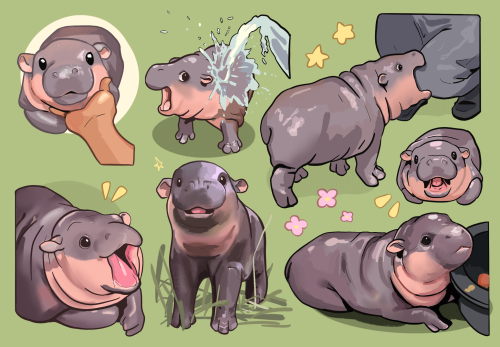 Tumblr Tuesday: Moo Deng, Queen of Our Hearts