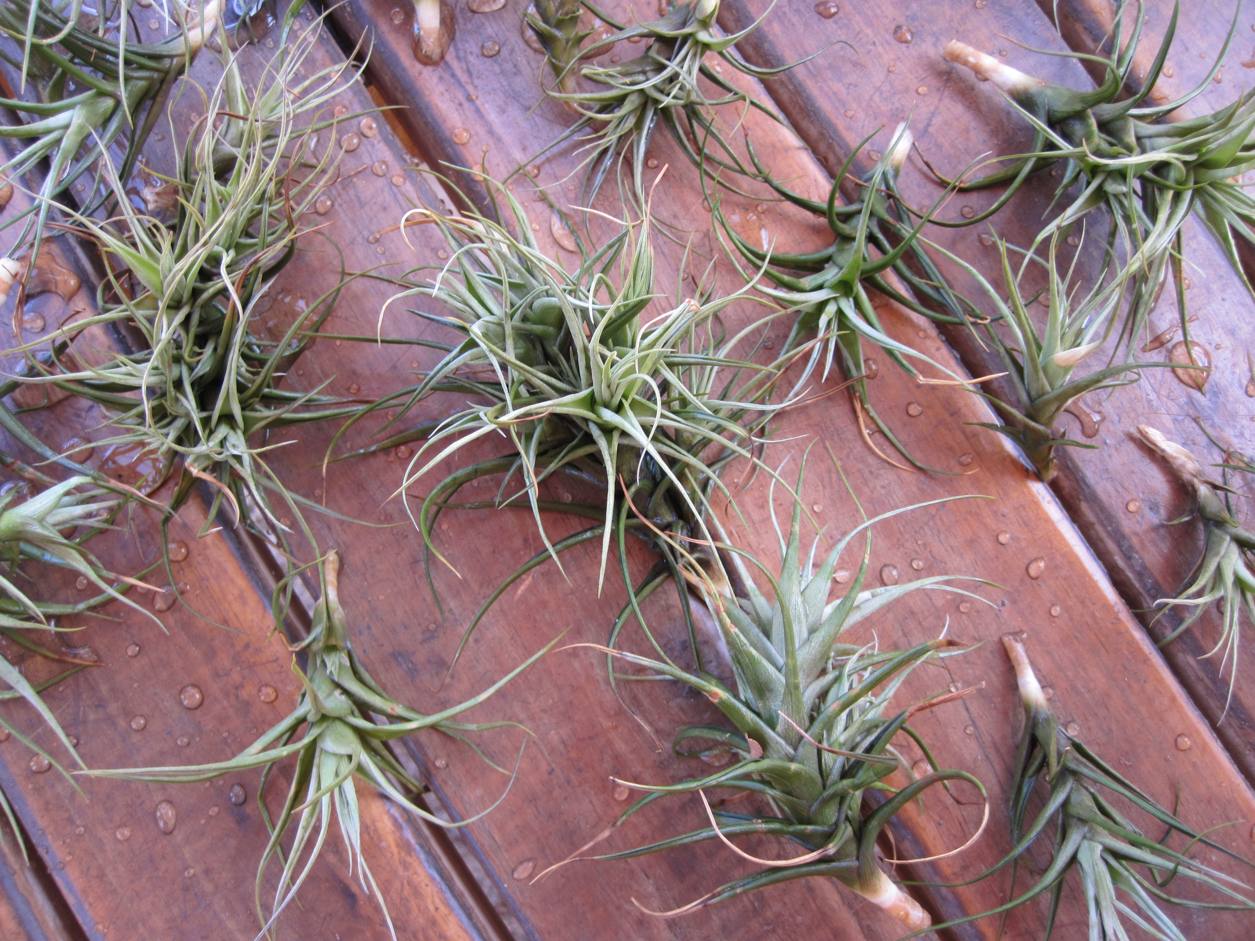 Au Chili, habitants et plantes unis pour révéler une pollution de l’air