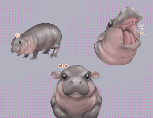 Tumblr Tuesday: Moo Deng, Queen of Our Hearts