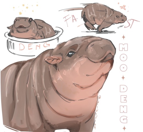 Tumblr Tuesday: Moo Deng, Queen of Our Hearts