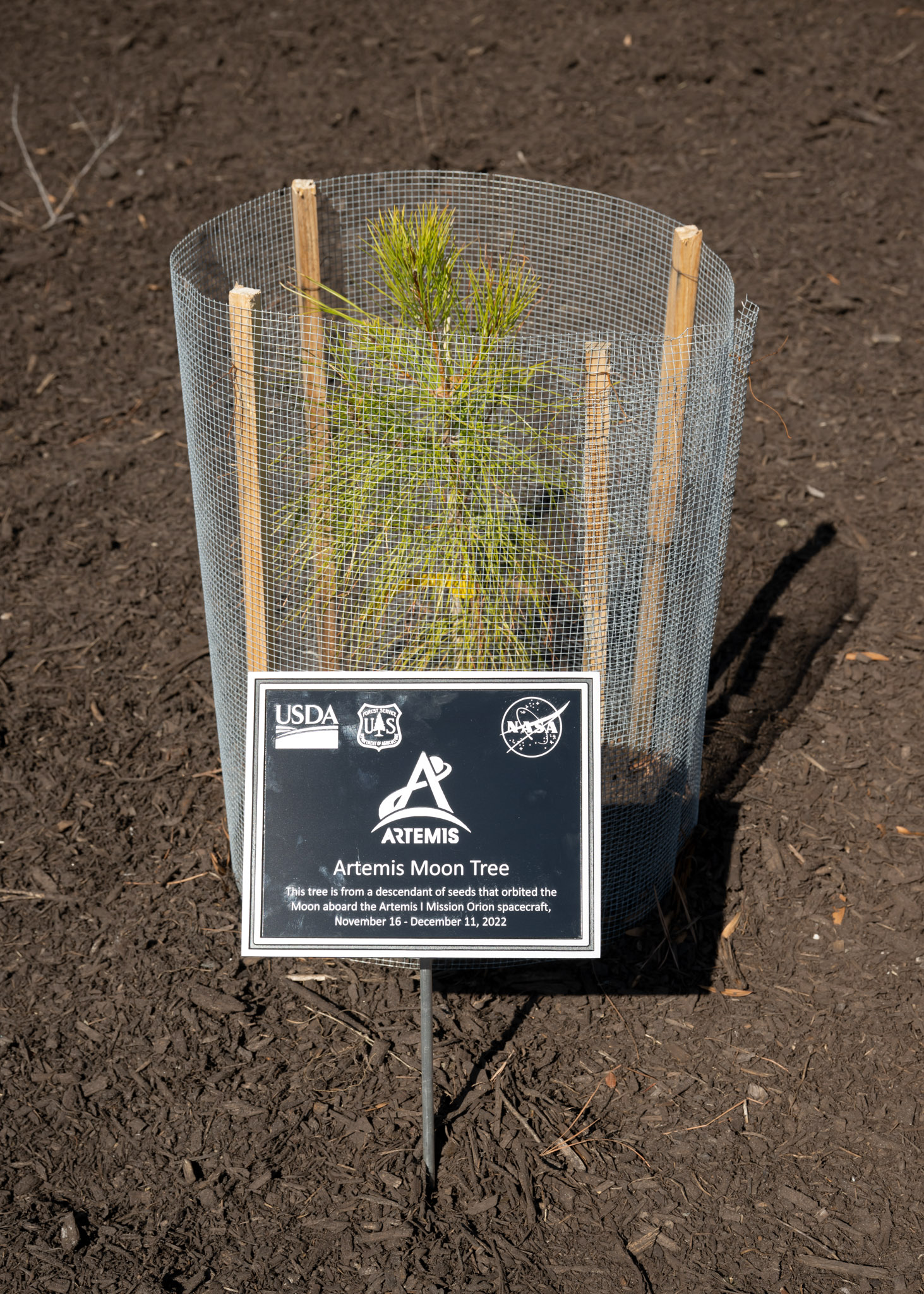 NASA Langley Dedicates Artemis Moon Tree
