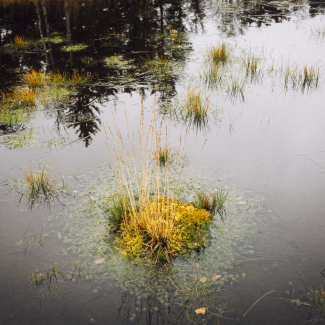 Les macrophages, ces fins gourmets de l’immunité