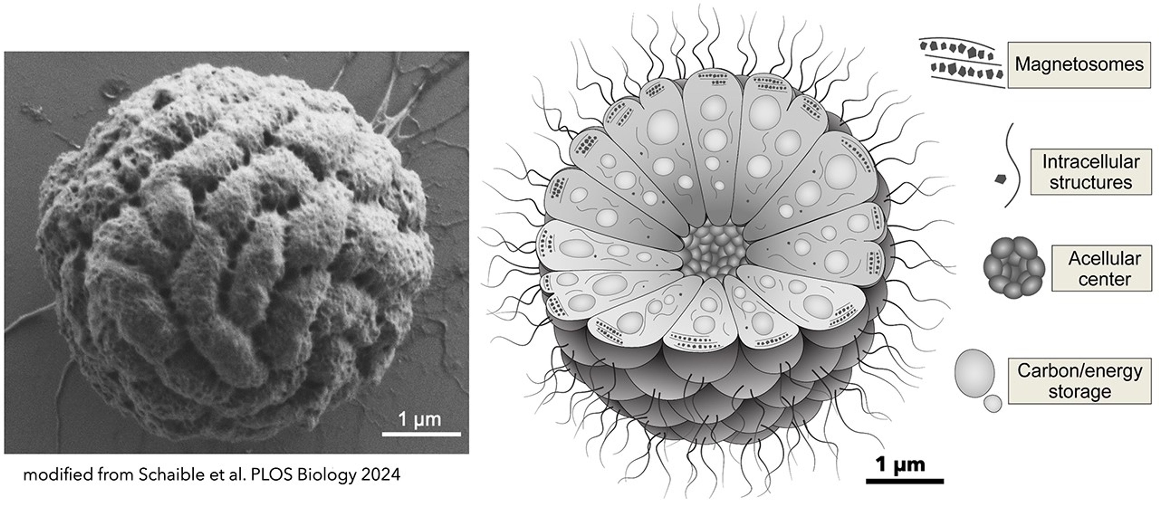 NASA Research Examines the Multicellular Behavior of Unique Bacteria