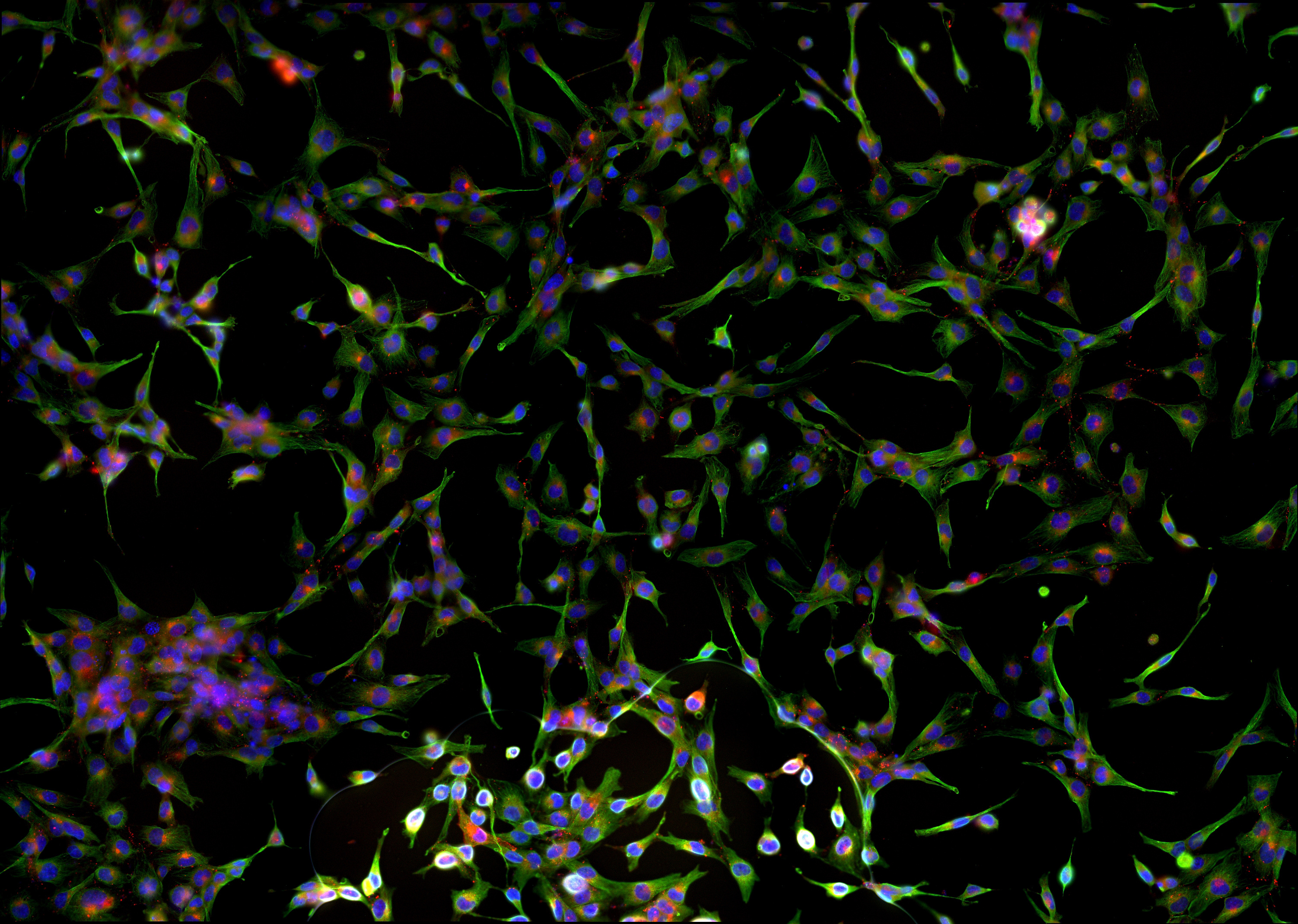 Vieillir en bonne santé : le secret pourrait se trouver dans les cellules de la peau