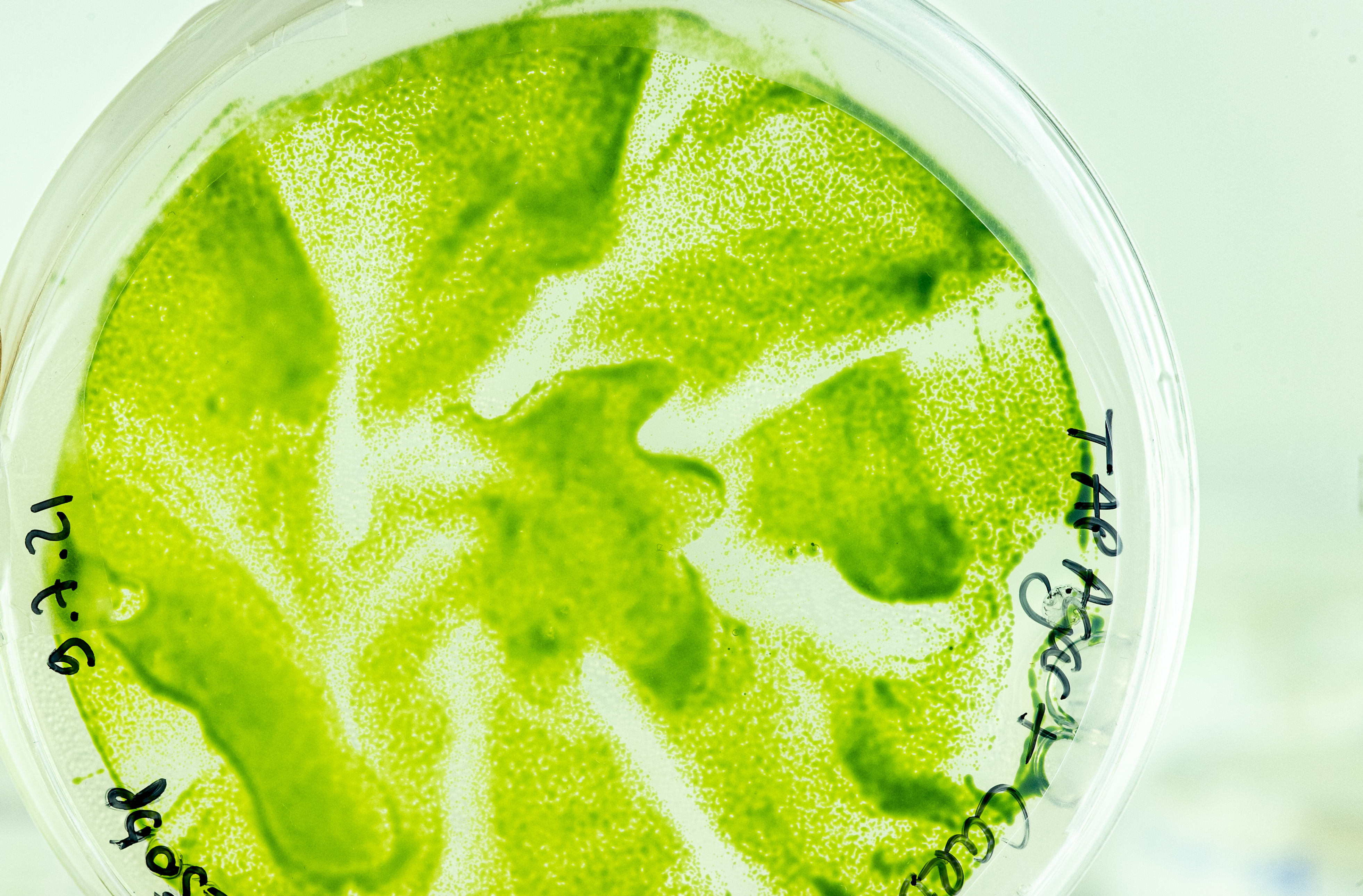 Microalgues : une stratégie inédite pour capter le carbone