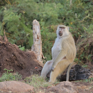 Vieillir en bonne santé : le secret pourrait se trouver dans les cellules de la peau
