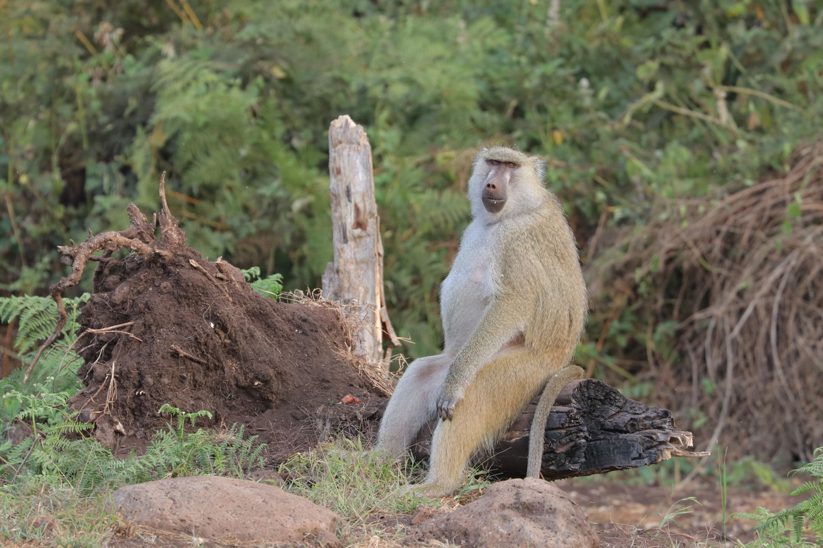Une étude bouleverse les idées reçues sur la domination des mâles chez les primates