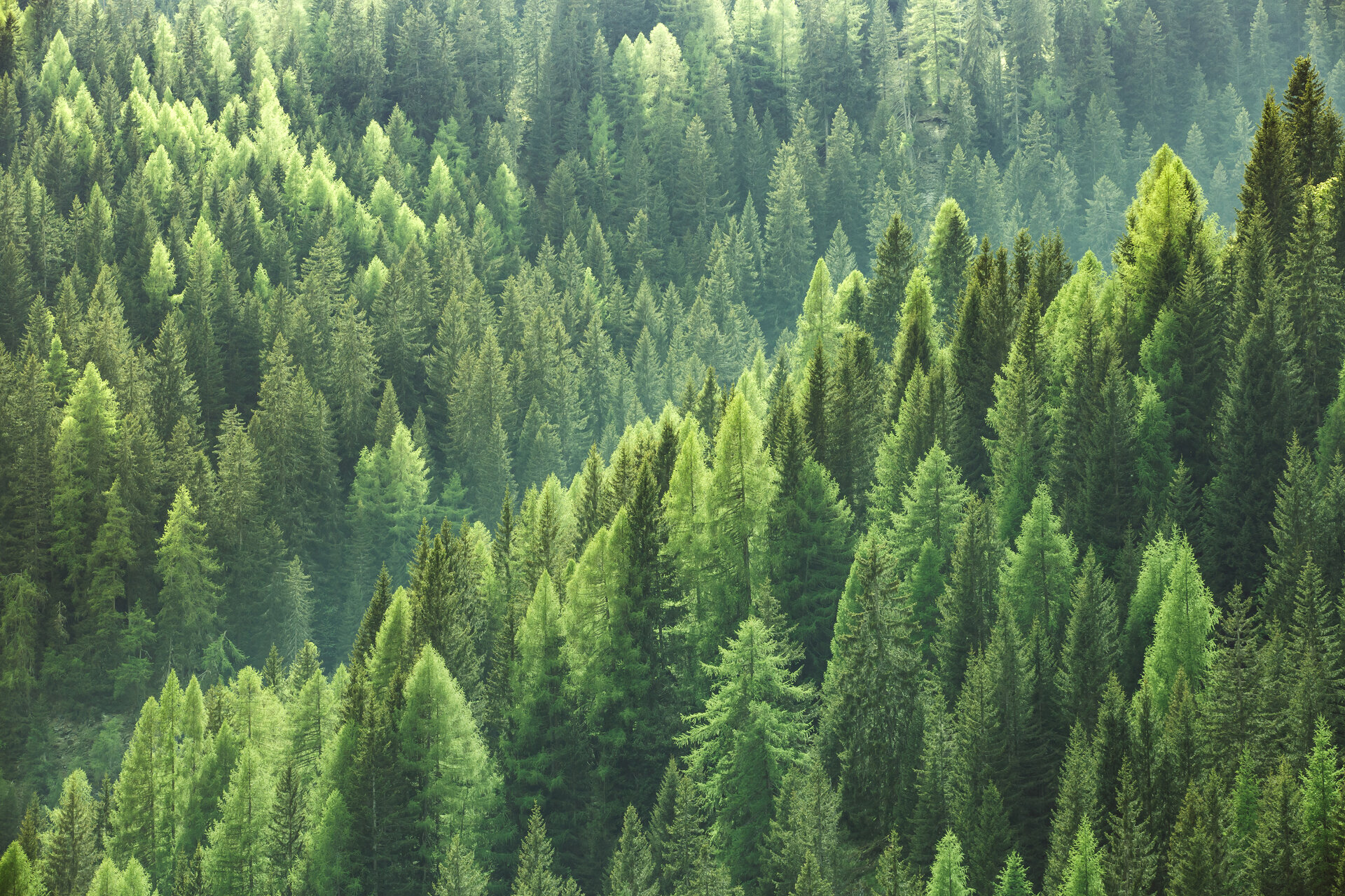 A troubling shift in Europe’s forest carbon balance