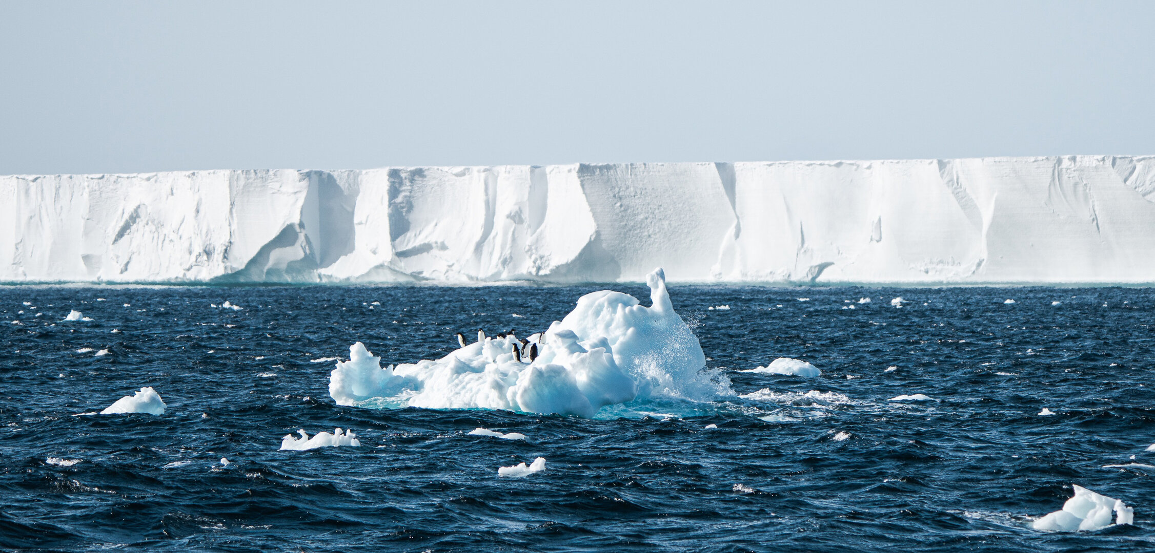 Tracking the climate-driven shift in Antarctic plankton from space