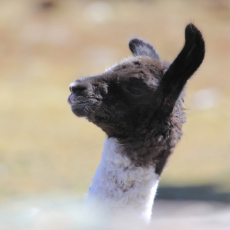 Des planètes en fusion révélatrices de l’histoire interne des mondes rocheux