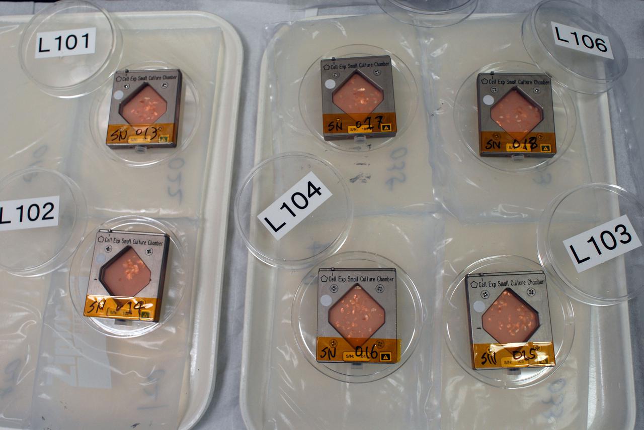 Space Station Cell Studies