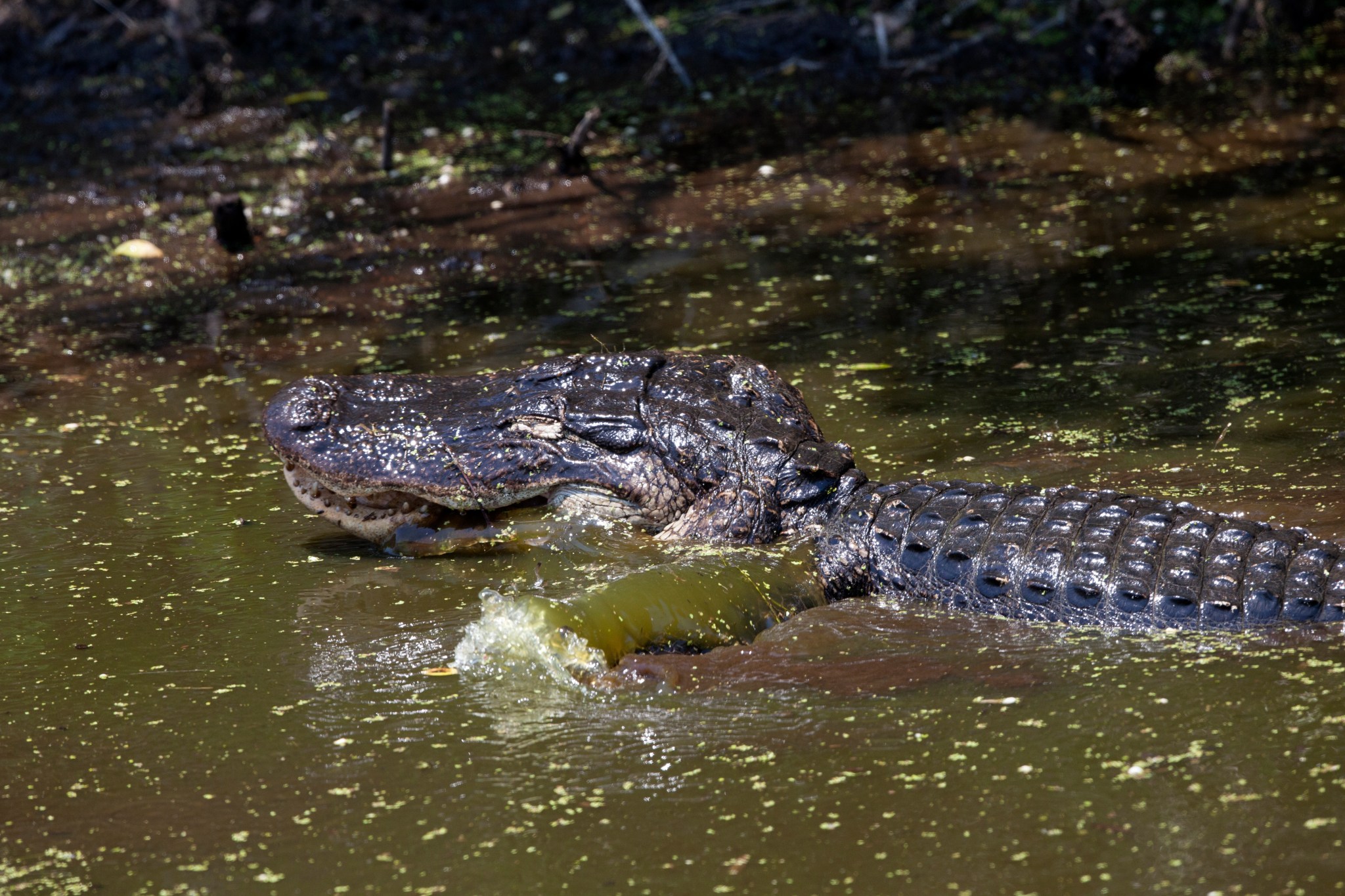 Alligator Goes for a Swim