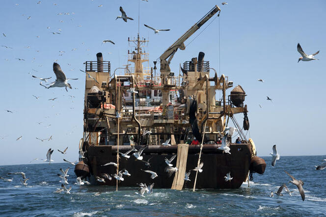 Les oiseaux marins, sentinelles de la mer
