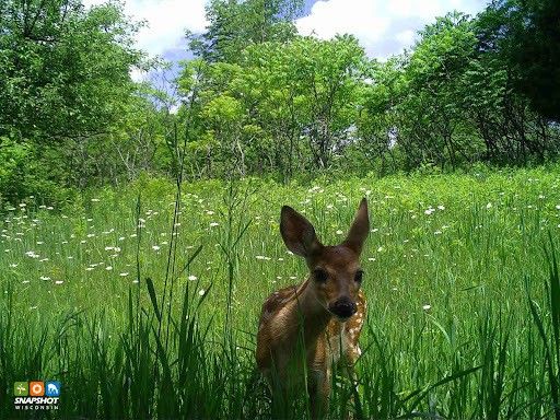 Snapshot Wisconsin Celebrates 10 Years and 100 Million Photos Collected!