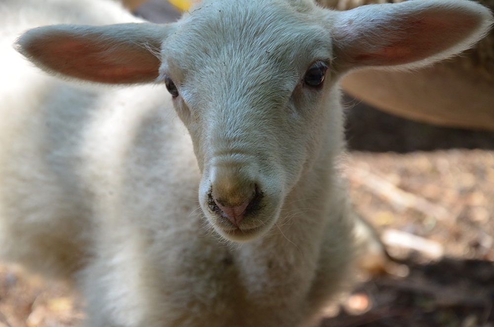 L’impact humain sur l’évolution morphologique des animaux domestiques et sauvages s’intensifie depuis 1 000 ans