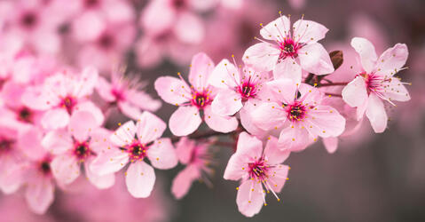 Canicule : mauvaises herbes à la rescousse !