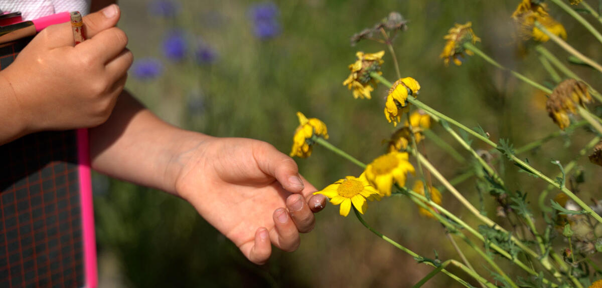 Canicule : mauvaises herbes à la rescousse !