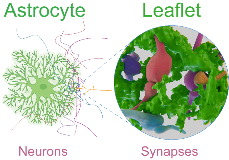 Les astrocytes, chefs d’orchestre inattendus des réseaux cérébraux