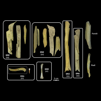 Une étude révèle la diversité des premiers chiens