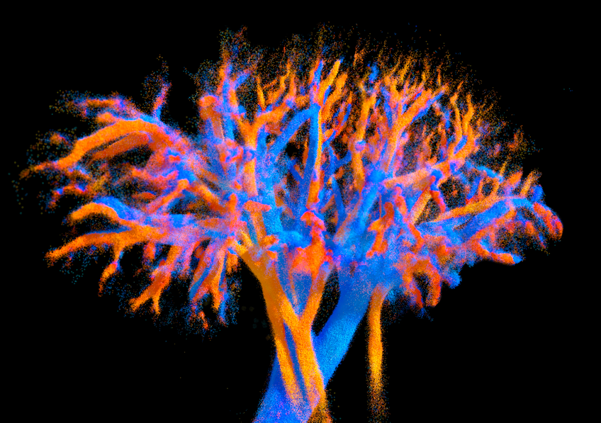 Des chercheurs développent une sonde à ultrasons capable de visualiser un organe entier en 4D