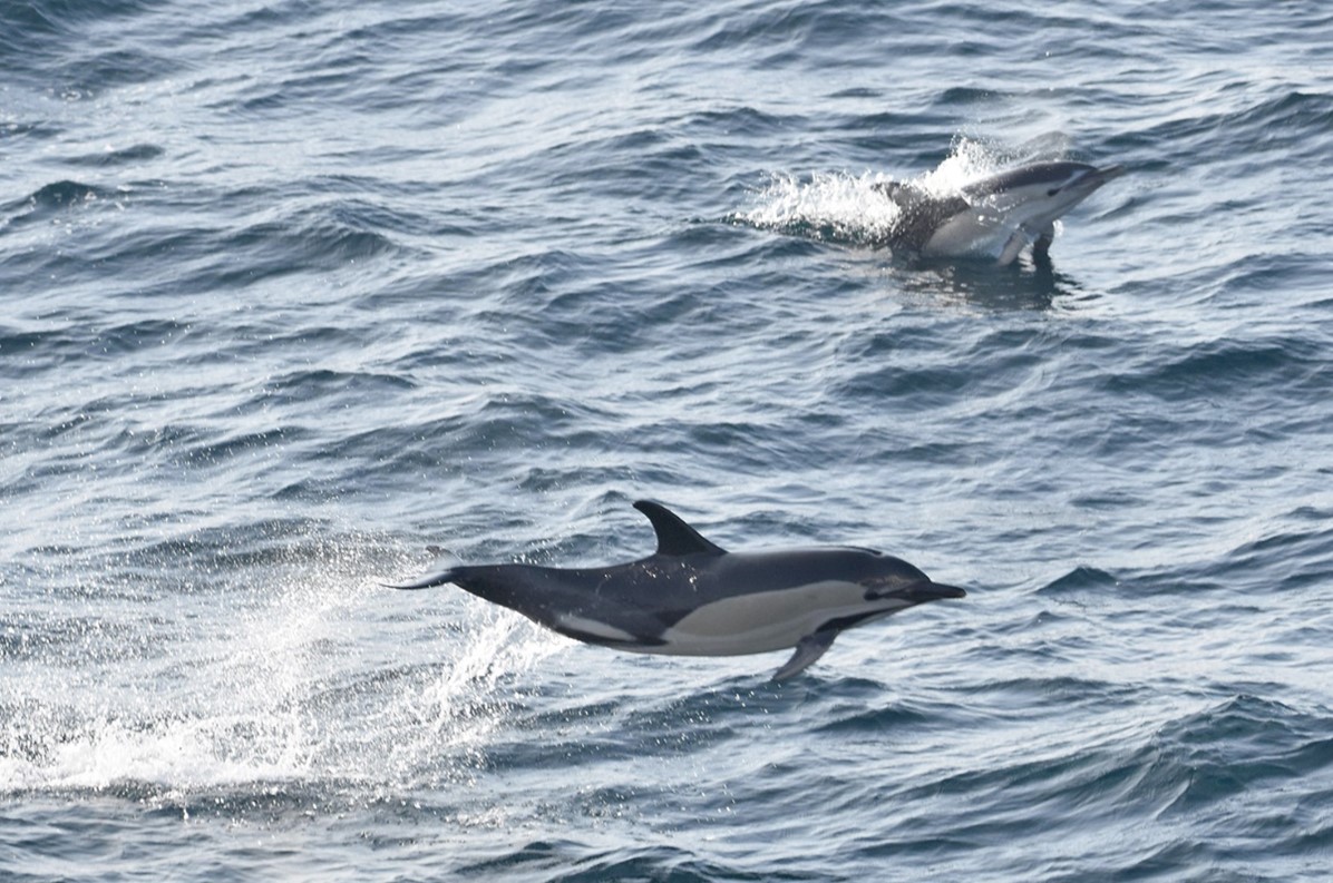 Mieux comprendre les captures accidentelles de dauphins dans le golfe de Gascogne pour pouvoir les réduire