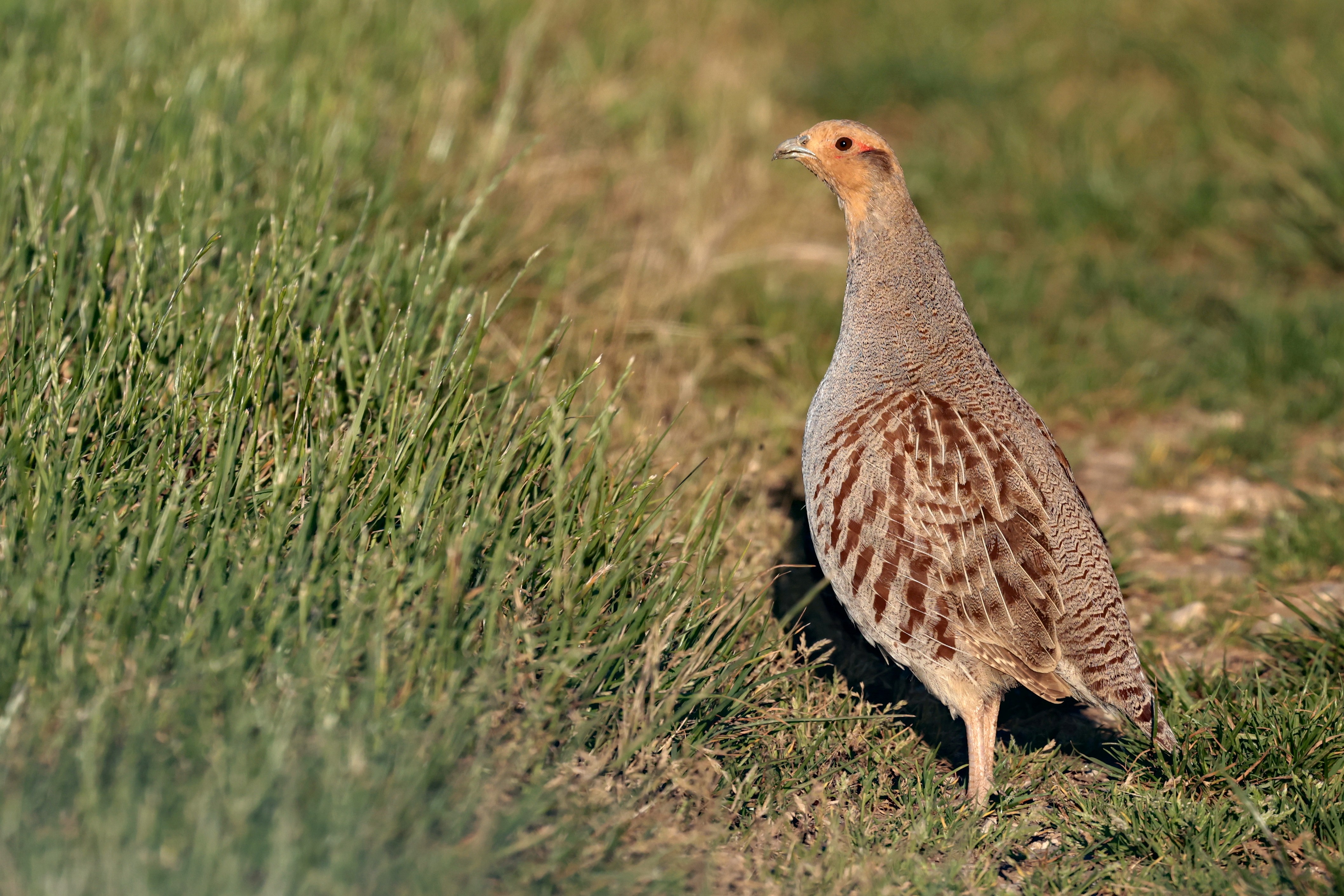 Alerte Rouge pour les Perdrix Grises : Le Combo Fatal des Pesticides Démontré !