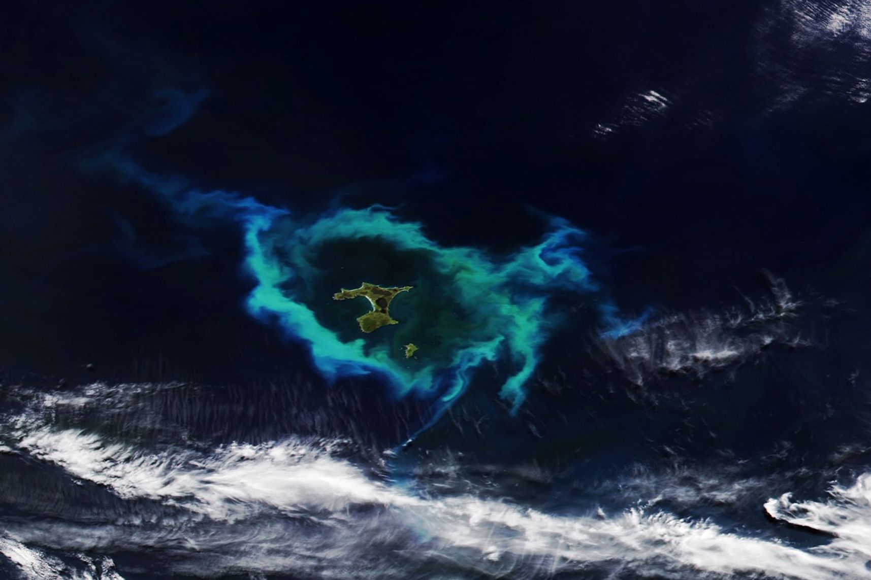 Blooming Seas Around the Chatham Islands
