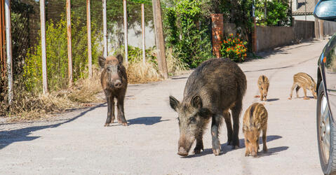 Alerte aux espèces exotiques envahissantes