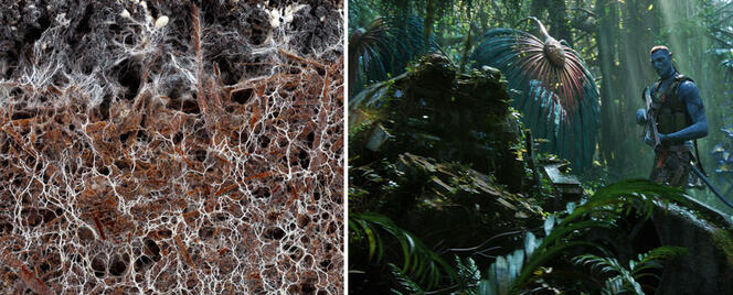 Avatar : dialogue avec la science