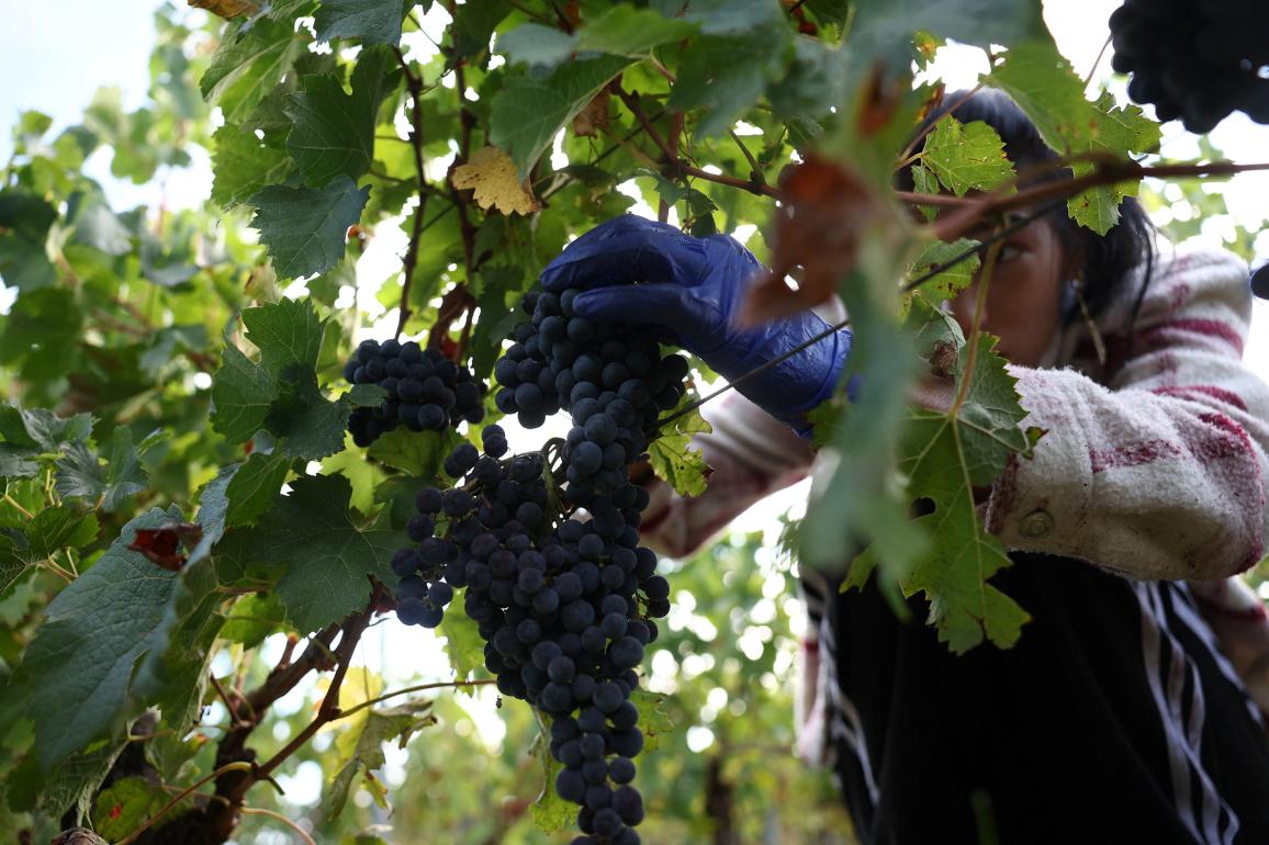 RÉVÉLATION CHOC : Le Parlement Européen DÉVOILE Sa Nouvelle Arme SECRÈTE Pour Sauver NOS VINS ! Ce Que Personne Ne Vous Dit !
