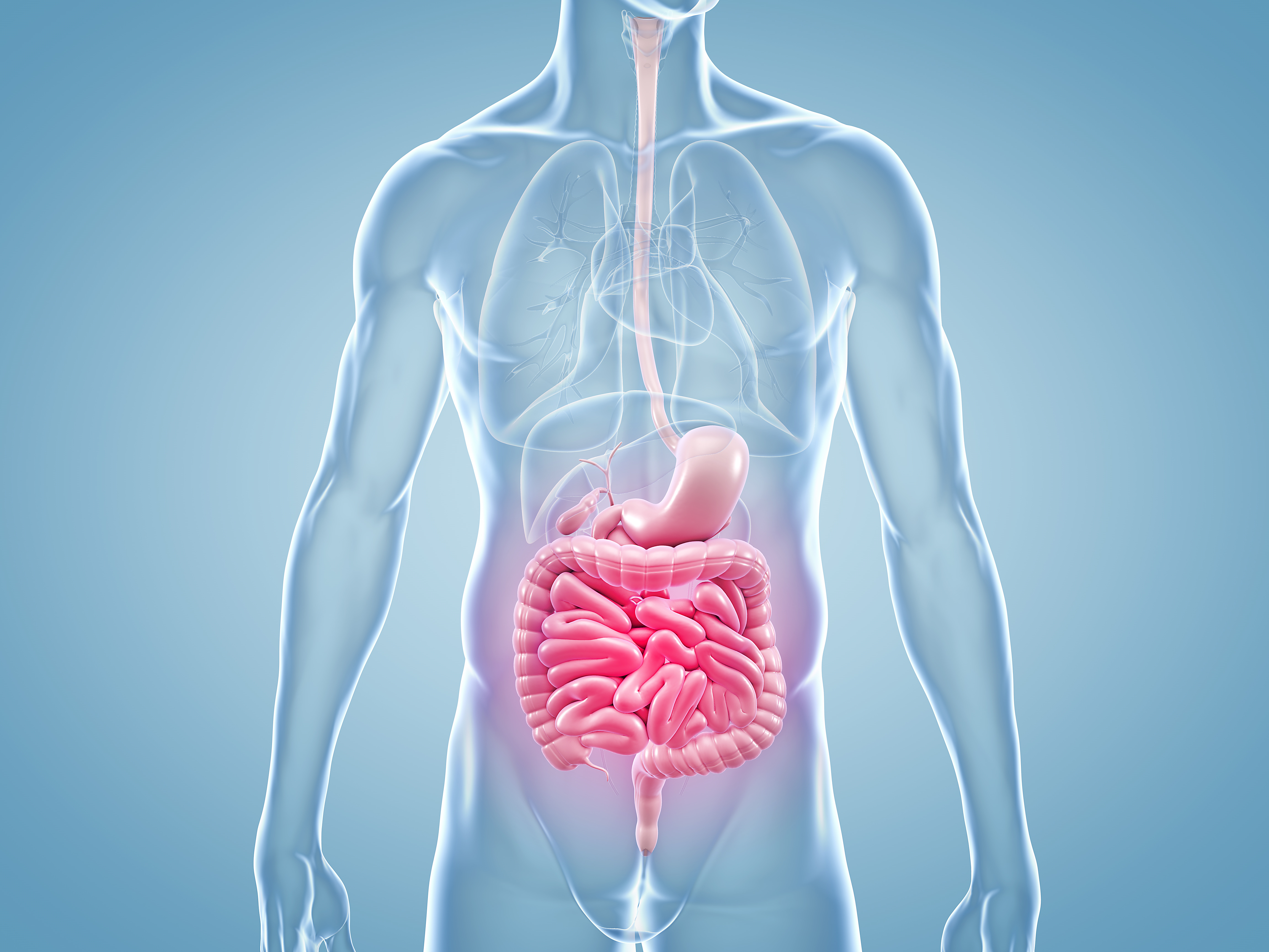 RÉVÉLATION CHOC : VOTRE INTESTIN CONTRÔLE VRAIMENT VOTRE CERVEAU ET VOS DÉSIRS ! La science le prouve ENFIN.