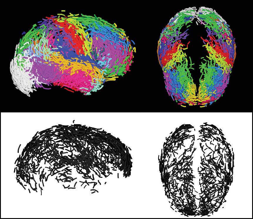 RÉVÉLATION : Le SECRET de notre intelligence révélé par une incroyable 