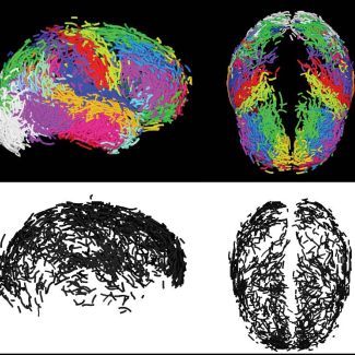 RÉVÉLATION : Le SECRET de notre intelligence révélé par une incroyable 