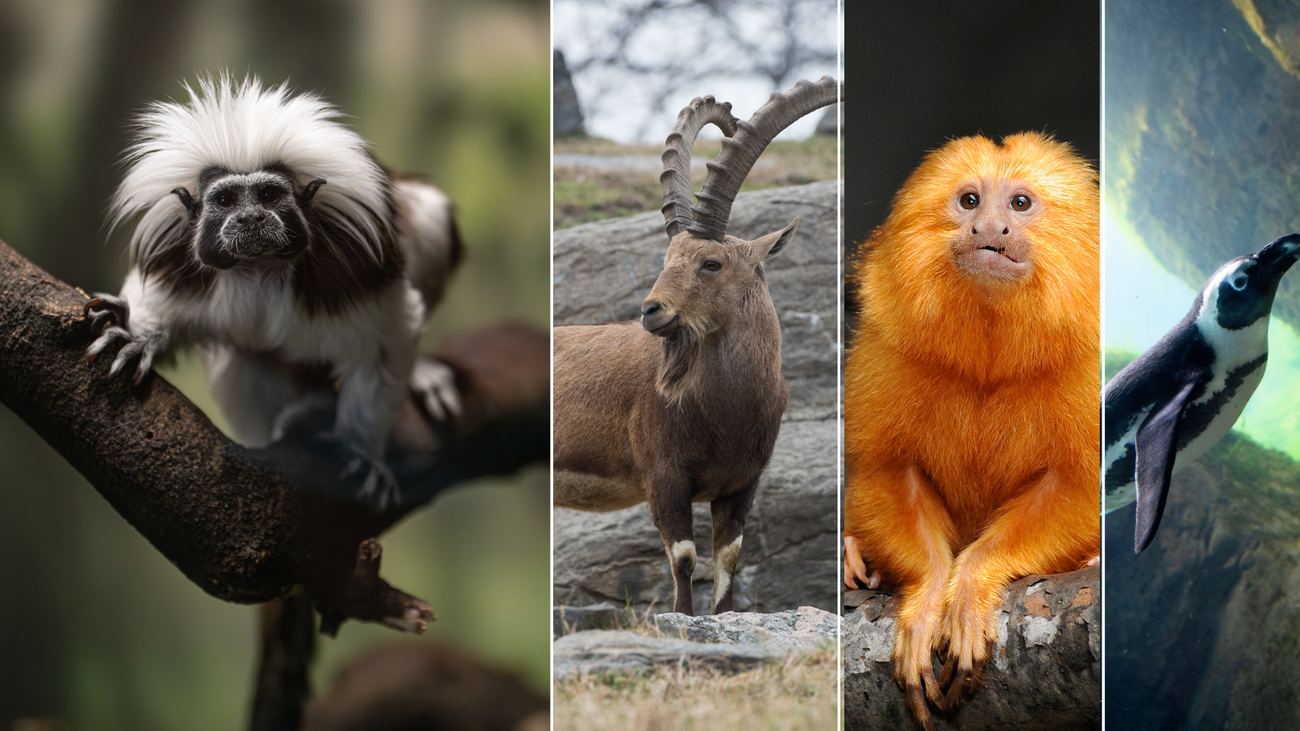 RÉVÉLATION CHOC : L'IA va ENFIN sauver nos espèces menacées, et vous n'allez pas en croire vos yeux !