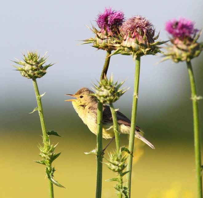 INCROYABLE RÉVÉLATION : Et si les pesticides protégeaient NOS oiseaux ? La science bouleverse tout !