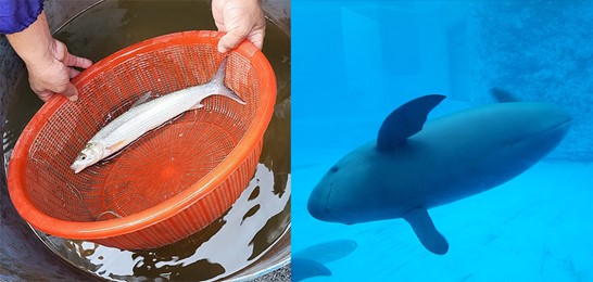 RÉVÉLATION CHOC : Le plus grand fleuve d'Asie renaît de ses cendres après 70 ans, et ce n'est pas un miracle !