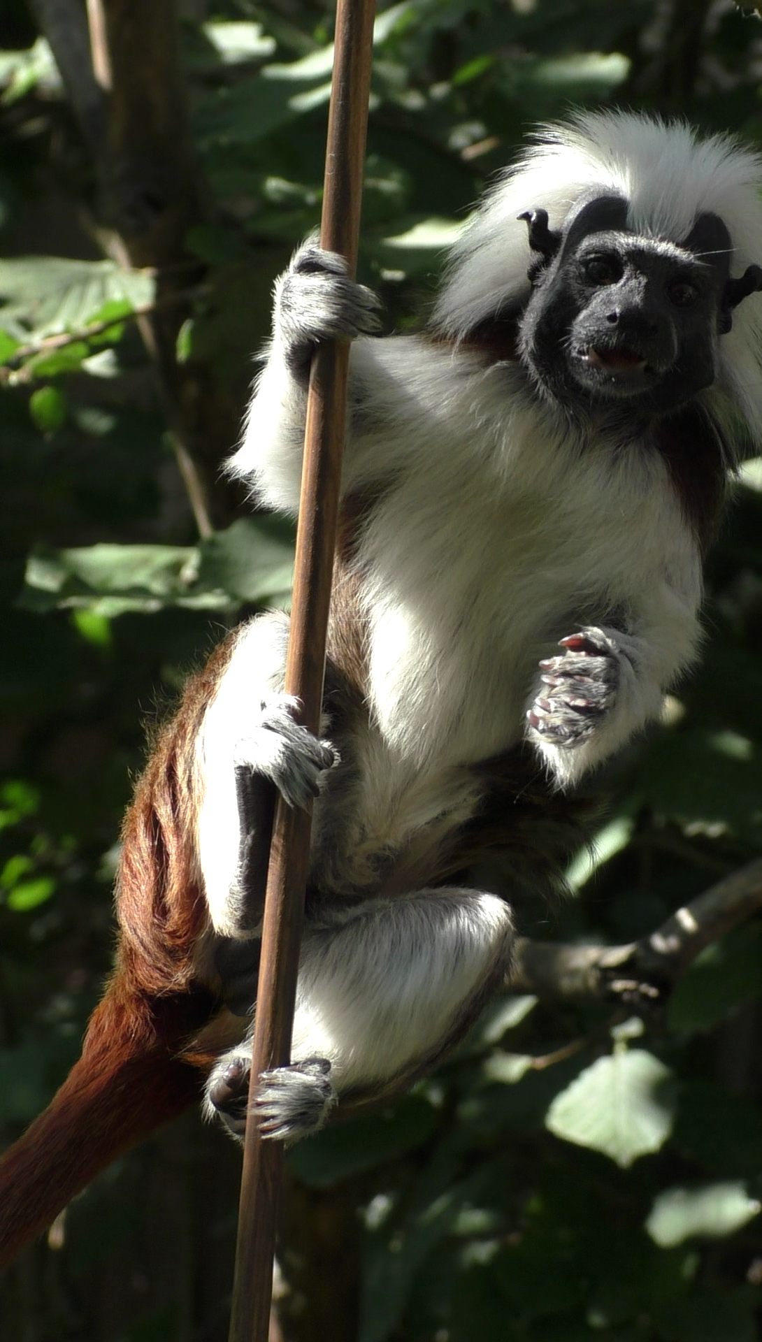 RÉVÉLATION CHOC : Le secret de nos lointains cousins qui va RÉVOLUTIONNER la robotique de demain !