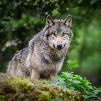 RÉVÉLATION CHOC : Ces envahisseurs invisibles qui détruisent NOS écosystèmes français ! Ce que les experts vous cachent sur la nouvelle menace environnementale !