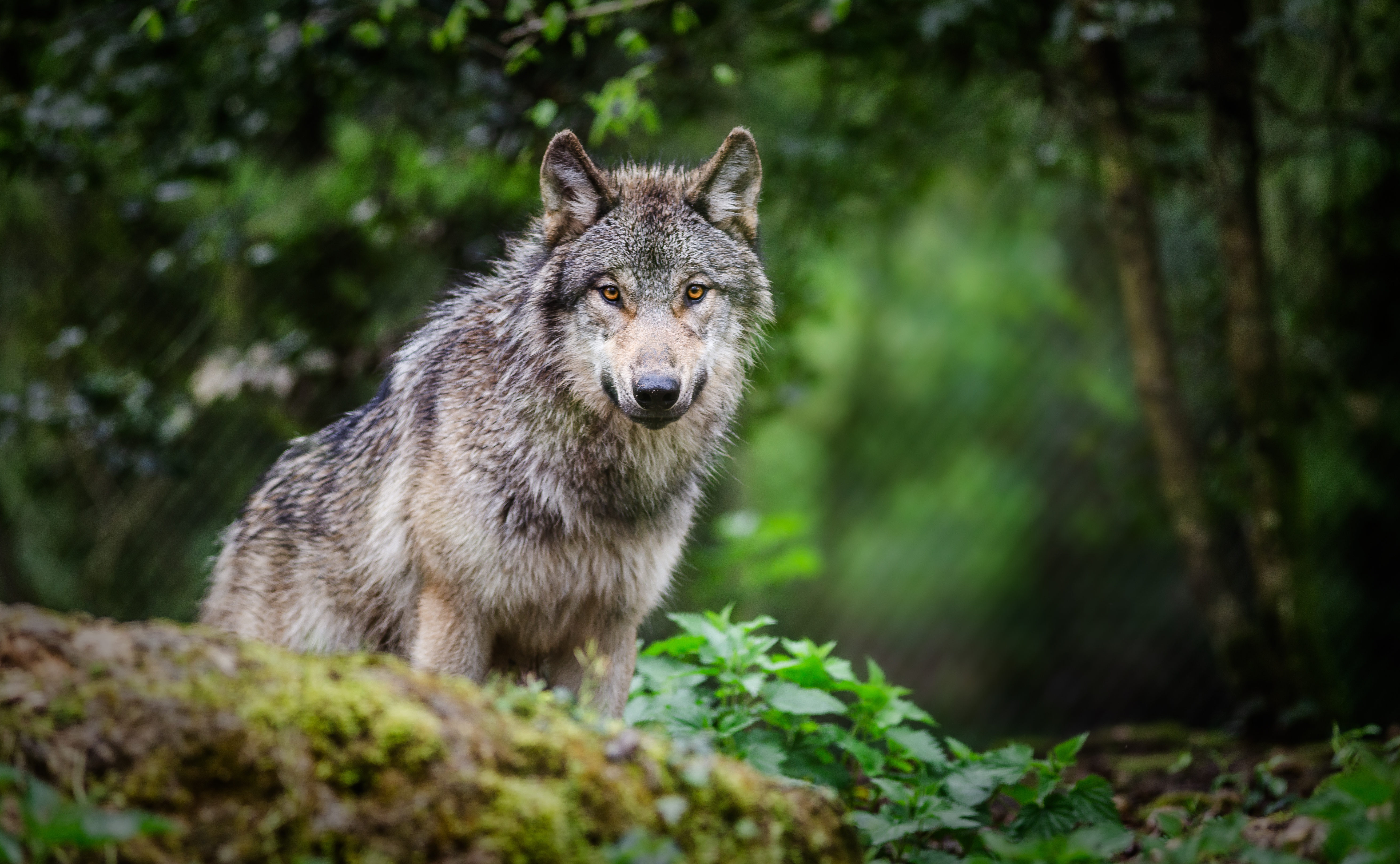 RÉVÉLATION EXCLUSIVE : Cette technologie INÉDITE va bouleverser l'avenir des loups en France !
