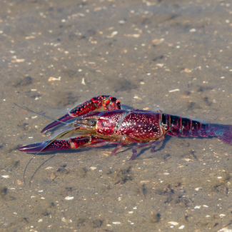 La chimie inédite du venin des fourmis légionnaires de Guyane
