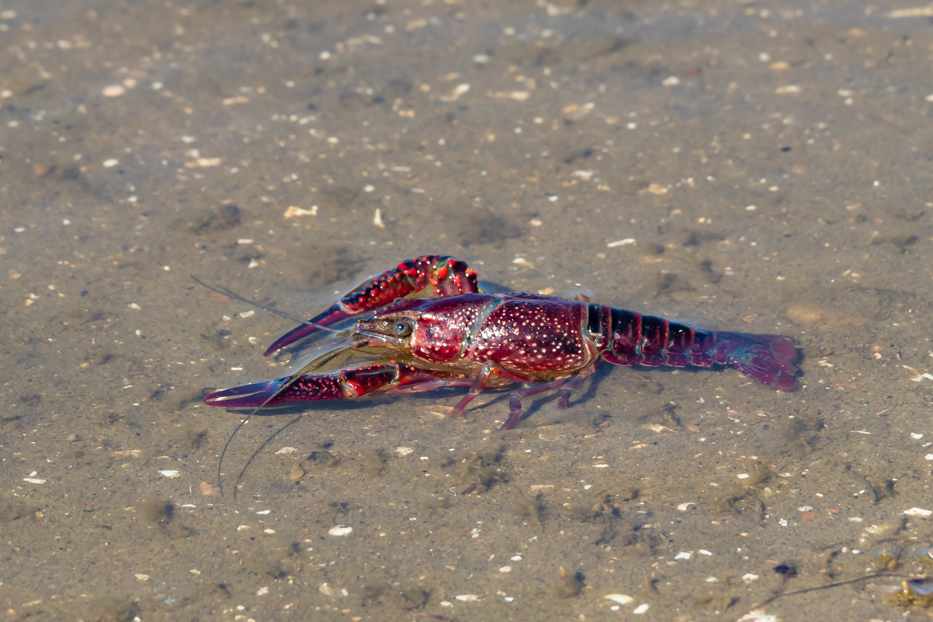 RÉVÉLATION CHOC : Ces envahisseurs invisibles qui détruisent NOS écosystèmes français ! Ce que les experts vous cachent sur la nouvelle menace environnementale !