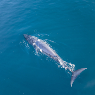 Politiques climatiques : comment convaincre ces électeurs pivot qui peuvent faire basculer les choix ?